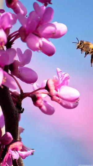 Pink Orchid Flower Iphone Wallpaper
