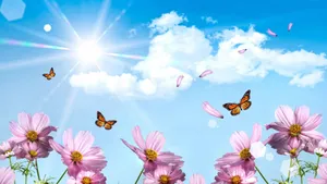 Pink Pansy And Butterflies Wallpaper