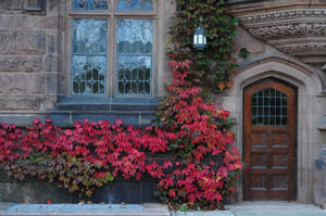 Pink Parthenocissus Quinquefolia Princeton University Wallpaper