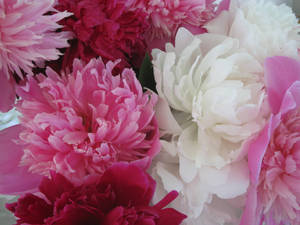 Pink Peony Closeup Wallpaper