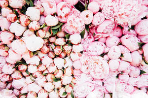 Pink Peony Flower Assortment Wallpaper
