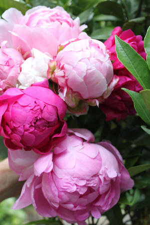 Pink Peony Flowers Closeup Wallpaper