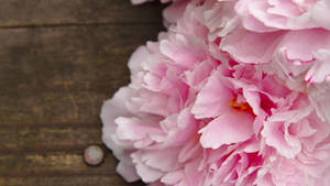 Pink Peony Flowers Wood Backdrop Wallpaper