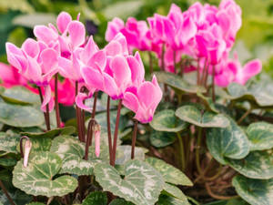 Pink Persian Cyclamen Flowers Wallpaper