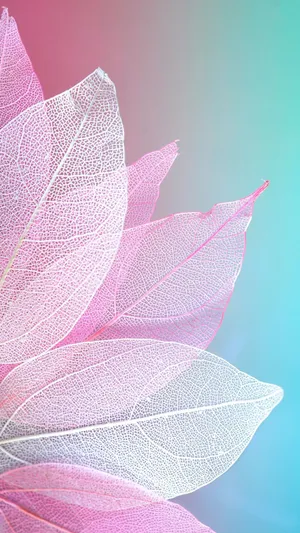 Pink Petals On Blue Wallpaper