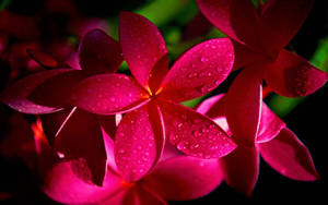 Pink Plumeria Flowers Wallpaper