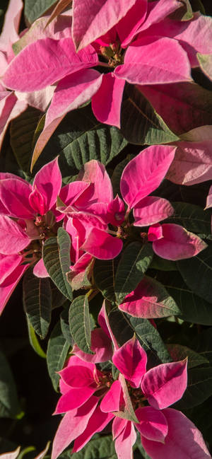 Pink Poinsettia Hd Wallpaper