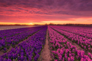 Pink Purple Hyacinth Fields Wallpaper