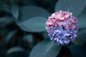 Pink Purple Hydrangea Flower Wallpaper