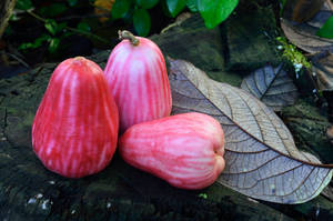 Pink Rose Apples On A Rock Wallpaper