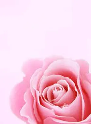 Pink Rose Art Wallpaper
