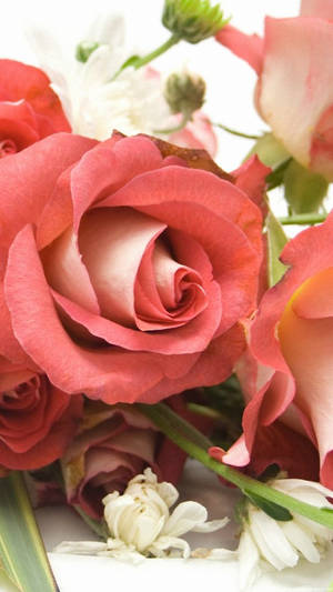 Pink Rose Flower Iphone Wallpaper