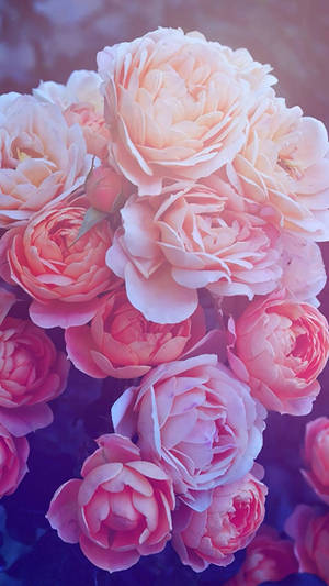 Pink Rose For Pink Girl Iphone Wallpaper