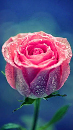 Pink Rose Iphone Blue Background Wallpaper