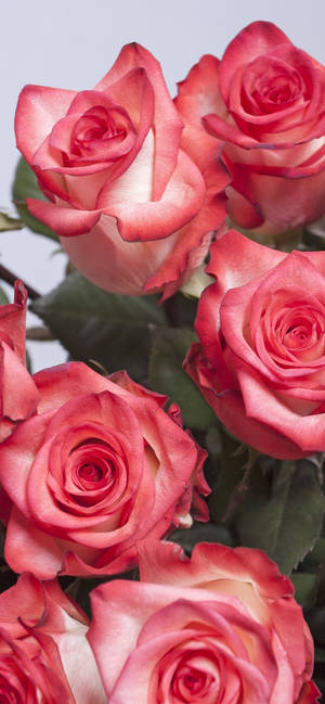 Pink Rose Iphone Bouquet Wallpaper