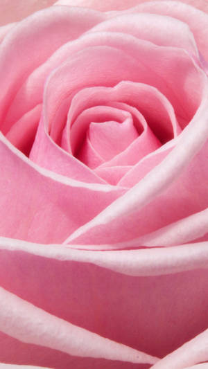 Pink Rose Iphone Close-up Portrait Wallpaper