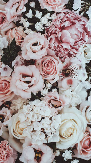 Pink Rose Iphone Delicate Wallpaper