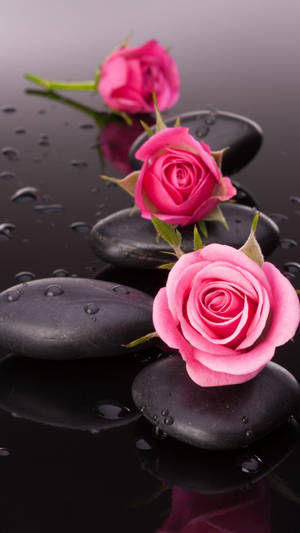 Pink Rose Iphone Floating Wallpaper