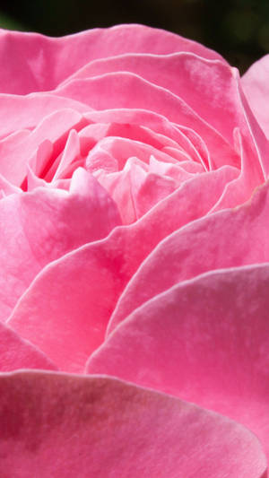 Pink Rose Iphone Vibrant Petals Wallpaper