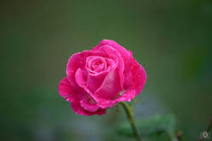 Pink Rose On Blurred Green Field Wallpaper