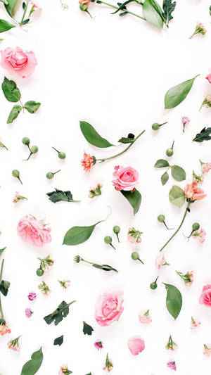 Pink Rose Petals Fall Iphone Wallpaper