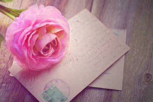 Pink Rose Wedding Card Wallpaper