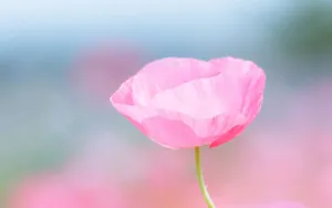 Pink Rose With Thin Petals Wallpaper