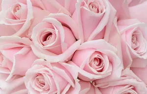 Pink Roses Desktop Wallpaper