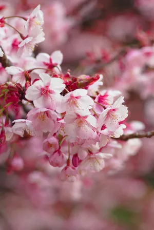 Pink Sakura Blurry Background Wallpaper