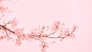 Pink Sakura Spring Wallpaper