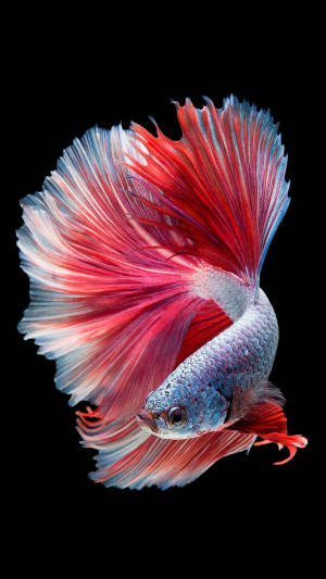 Pink Siamese Fighting Fish Iphone Wallpaper