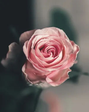 Pink Solo Aesthetic Rose Wallpaper