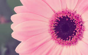 Pink Sunflowers Laptop Wallpaper