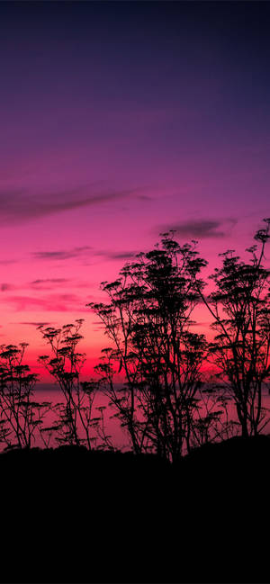 Pink Sunset Foliage Wallpaper