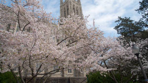 Pink Trees Around Duke University Wallpaper