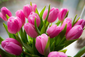 Pink Tulips In Bloom Wallpaper