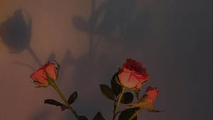 Pink Vintage Aesthetic Roses With Shadows Wallpaper