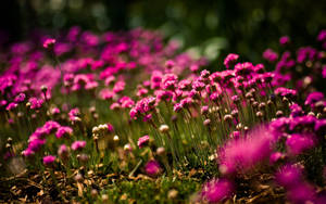 Pink Wild Flowers Wallpaper