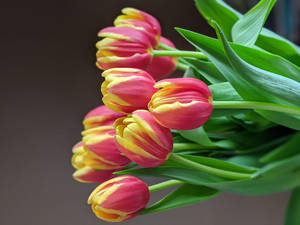 Pink Yellow Tulips Hd Wallpaper
