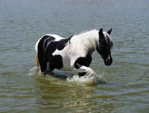 Pinto Horse In Water Wallpaper