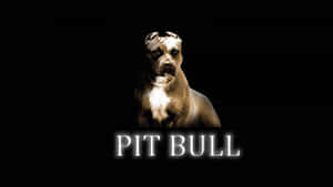 Pit Bull Logo On A Black Background Wallpaper