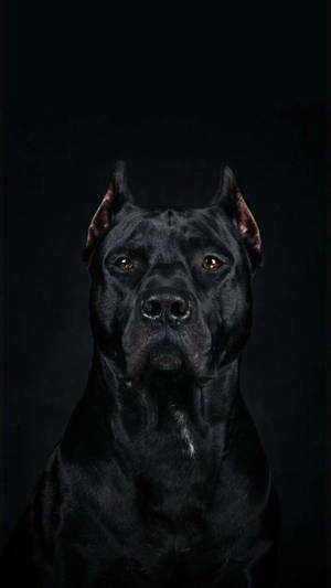 Pitch Black Cane Corso Wallpaper