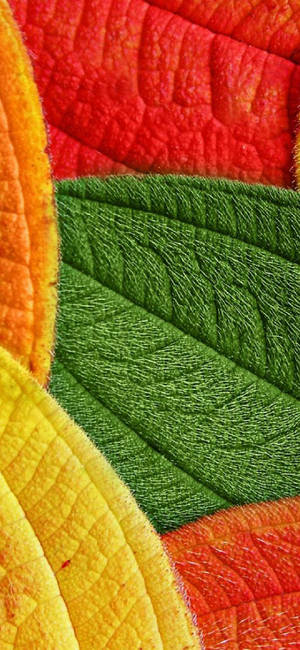 Pixel 5 Vibrant Leaves Pattern Wallpaper
