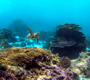 Pixel Turtle Under The Sea Wallpaper