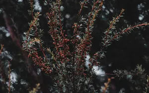 Plant, Bush, Branches Wallpaper