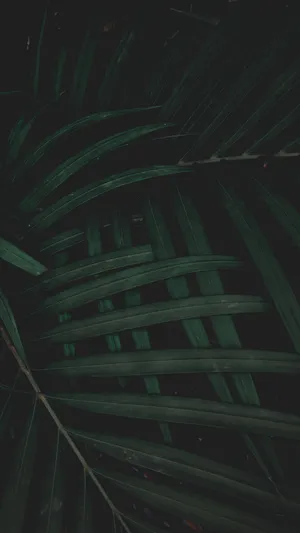 Plant Foliage Dark Green Iphone Wallpaper