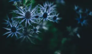 Plant, Prickly, Dark Wallpaper