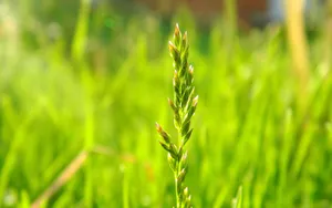 Plant Stalk On Grass Wallpaper
