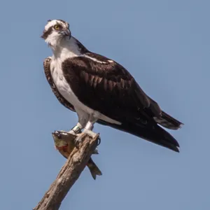 Player In Post-apocalyptic World Of Fallout 76 Wallpaper