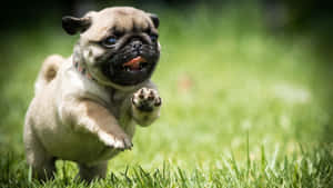 Playful And Cute Pug Dog Wallpaper